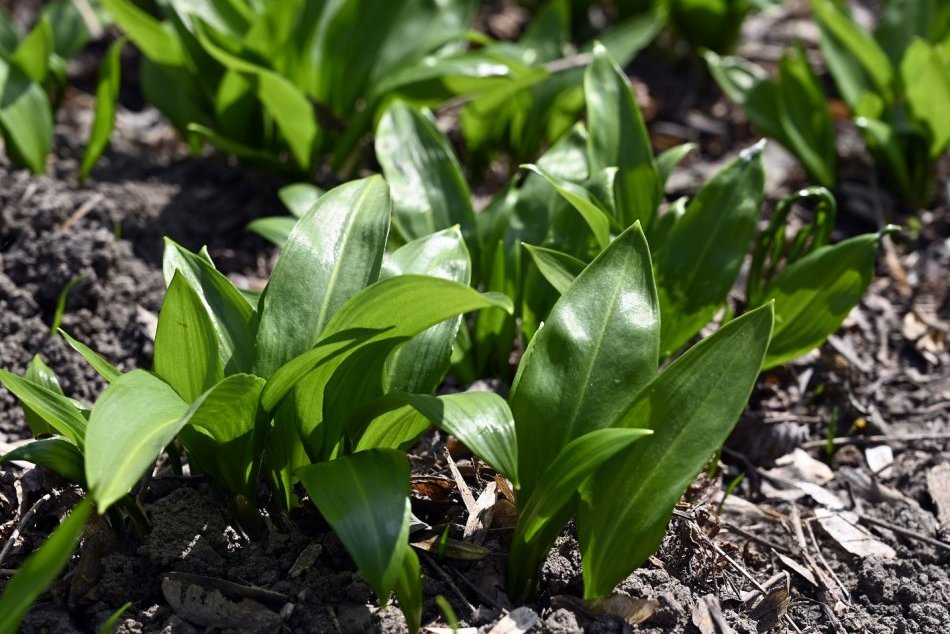 Medvedí cesnak, zázrak prírody