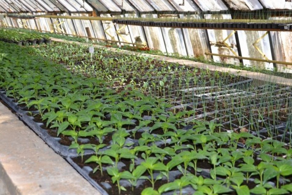 Skleníkové hospodárstvo mesta Humenné