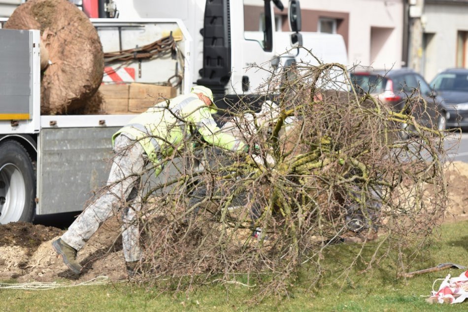 V OBRAZOCH: Výsadba javorov poľných v Trnave