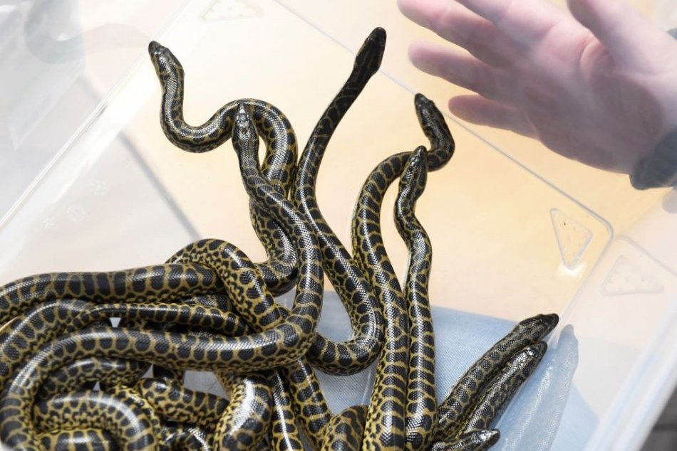 Mláďatá anakondy v košickej zoo