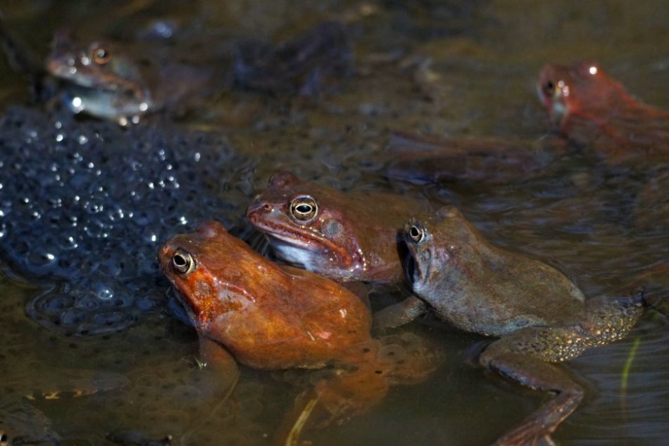 Ropuchy obyčajné (Bufo bufo) pri jarnej migrácii na Železnej studienke