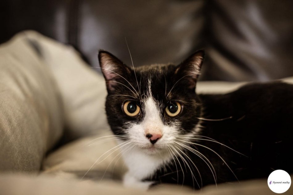 V OBRAZOCH: Tieto dve mačičky z Revúcej hľadajú nový domov