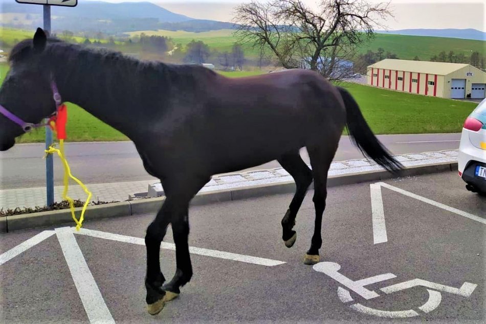 OBRAZOM: Štvornohého utečenca chytali pri Trenčíne policajti