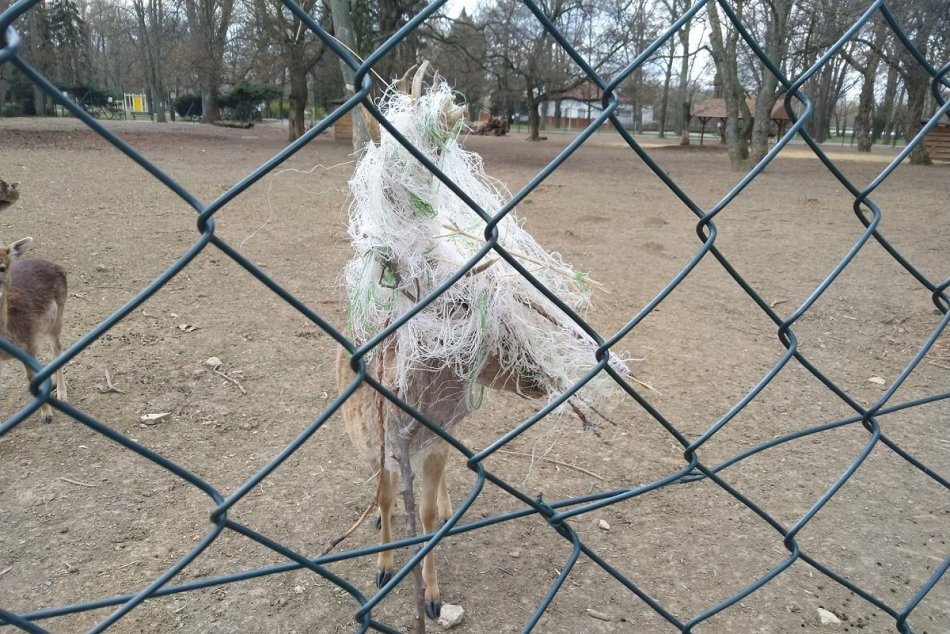 Danielovi v mestskom parku sa do parohov zamotalo vrece