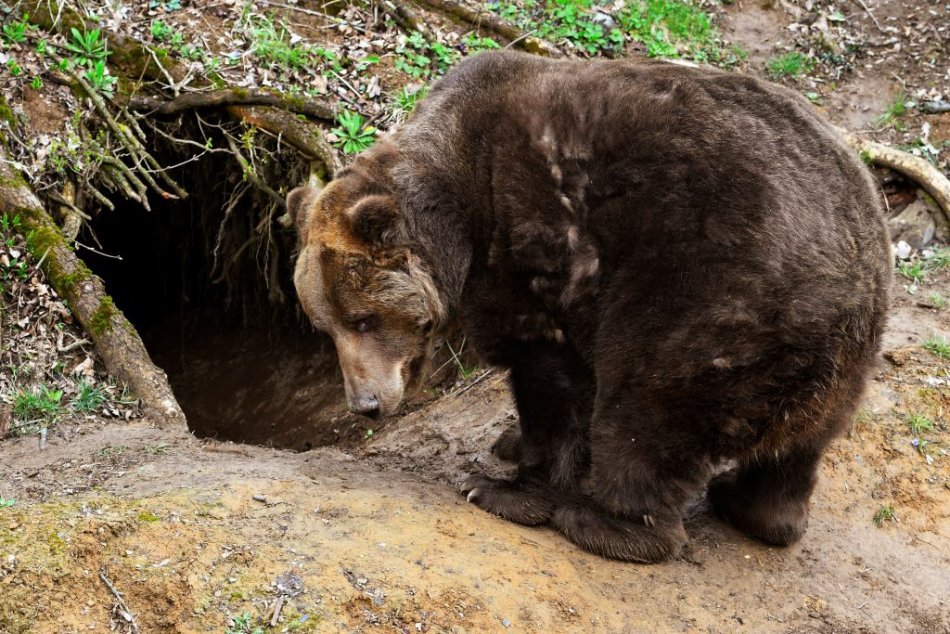 Znovuotvorenie košickej zoo