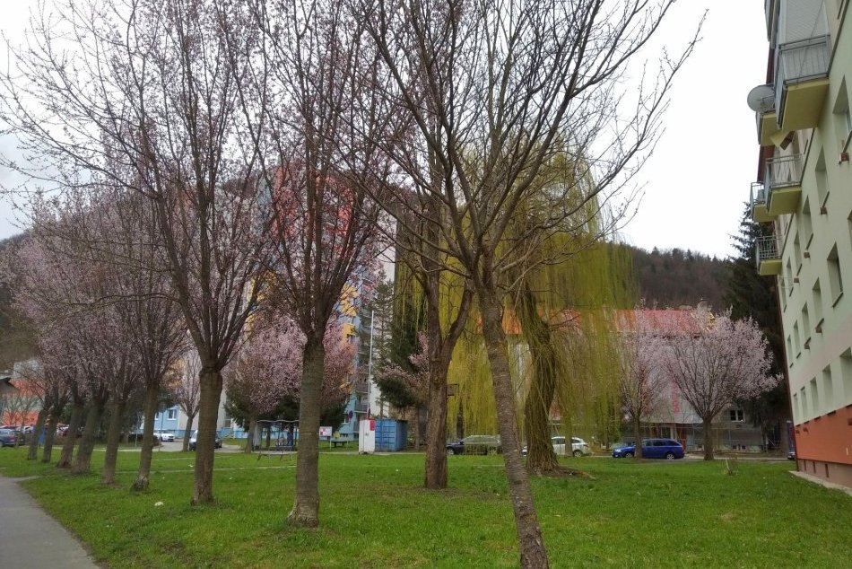 V OBRAZOCH: Na Uhlisku kvitnú ružové sakury