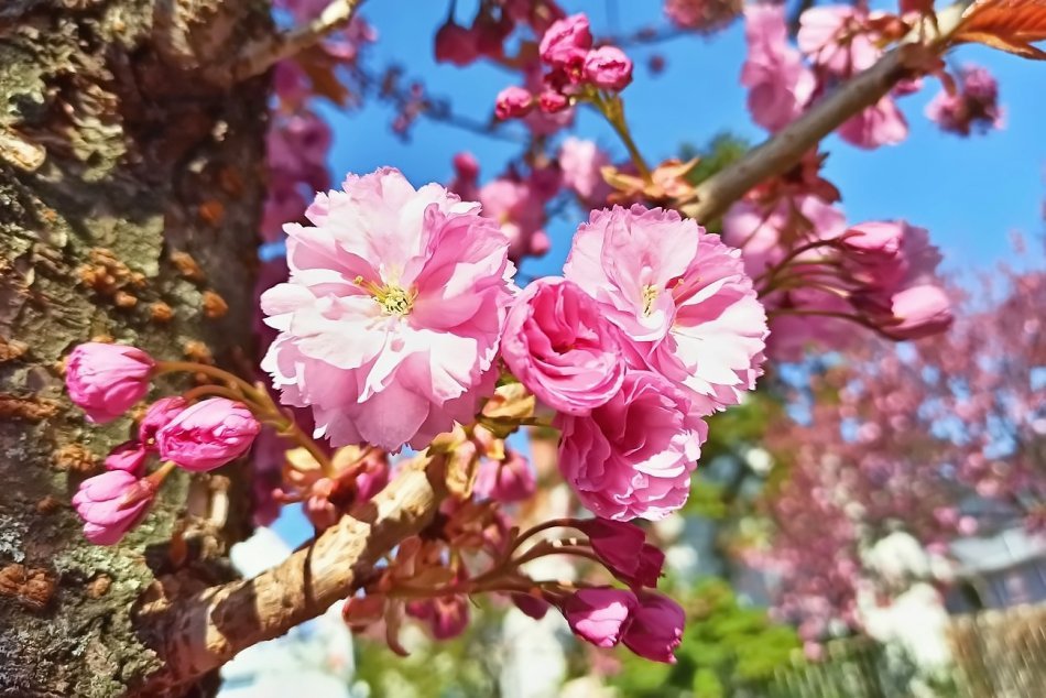 Rozkvitnuté Sakury na Fraňa Mojtu