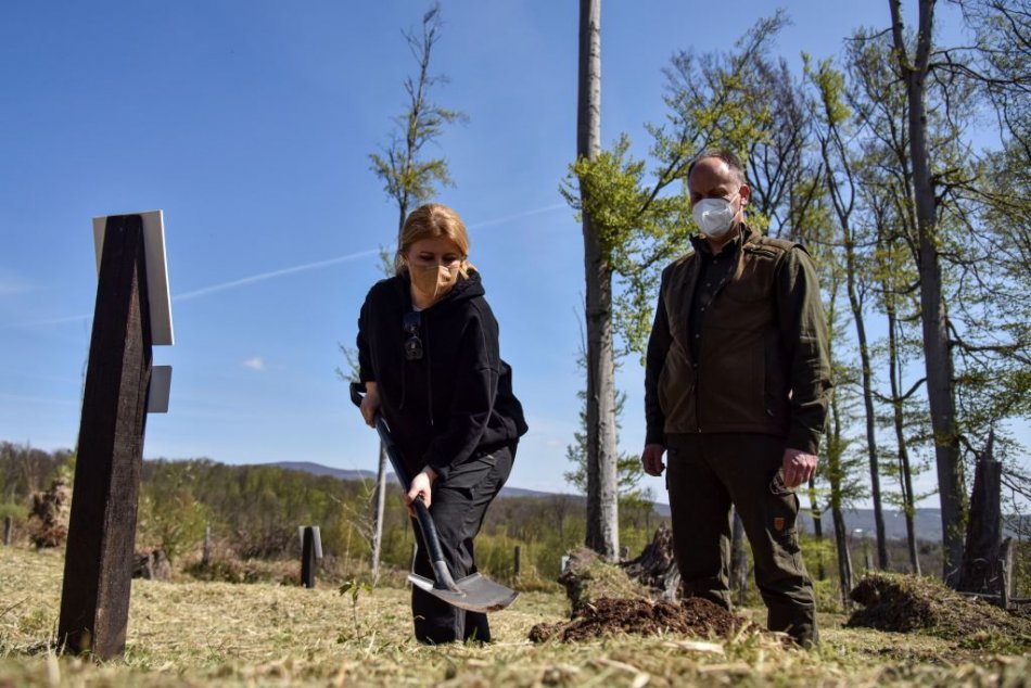 Vysádzanie stromov s prezidentkou