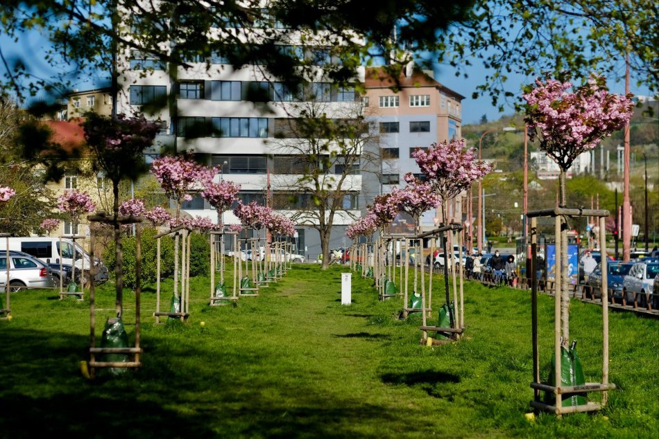 Bratislavská zeleň