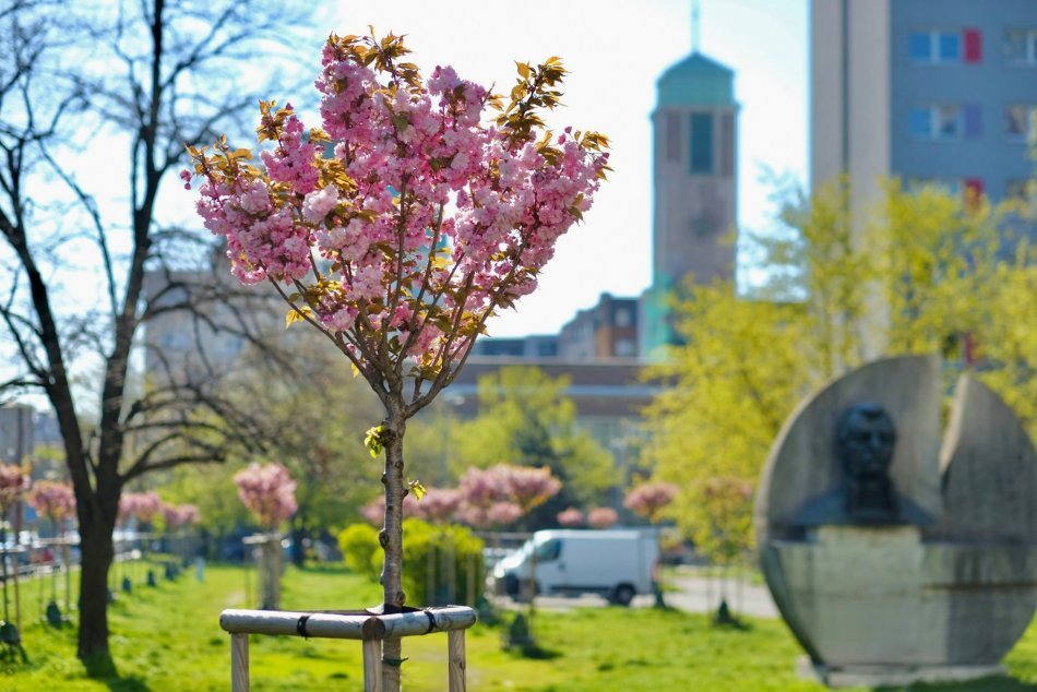 Bratislava nádherne rozkvitla