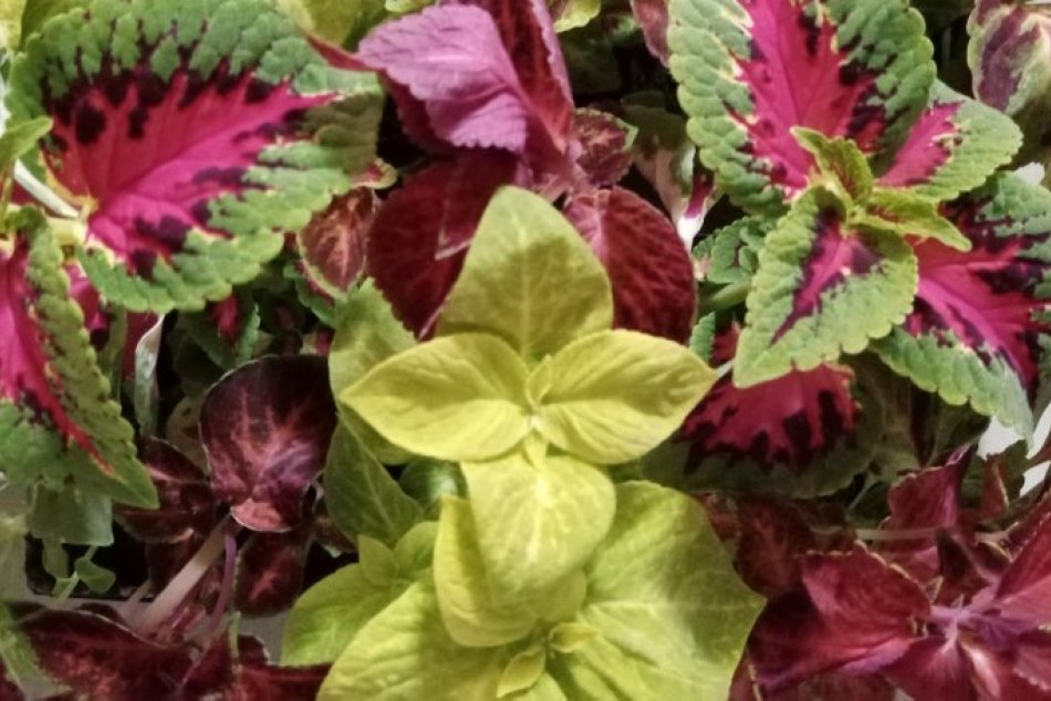 V OBRAZOCH: Pavilón psychiatrie v bystrickej nemocnici zakvitol