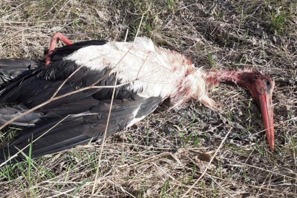 Poprava bociana pod Tatrami