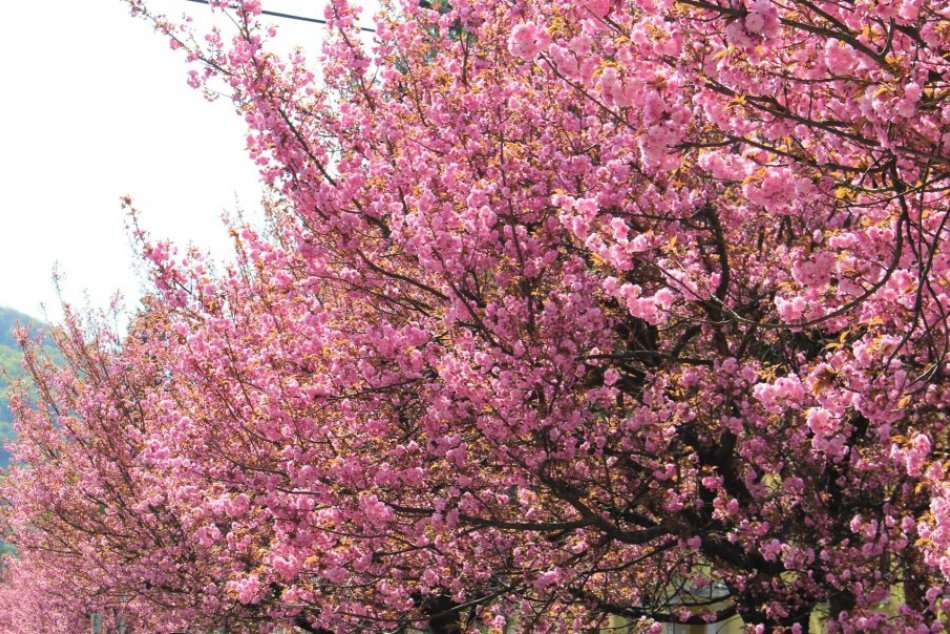 V OBRAZOCH: Bystrické ulice skrášľujú rozkvitnuté sakury