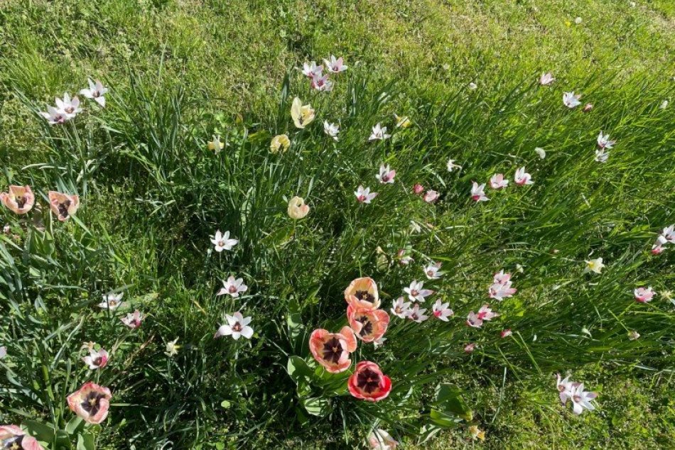 OBRAZOM: Jar v uliciach Šale