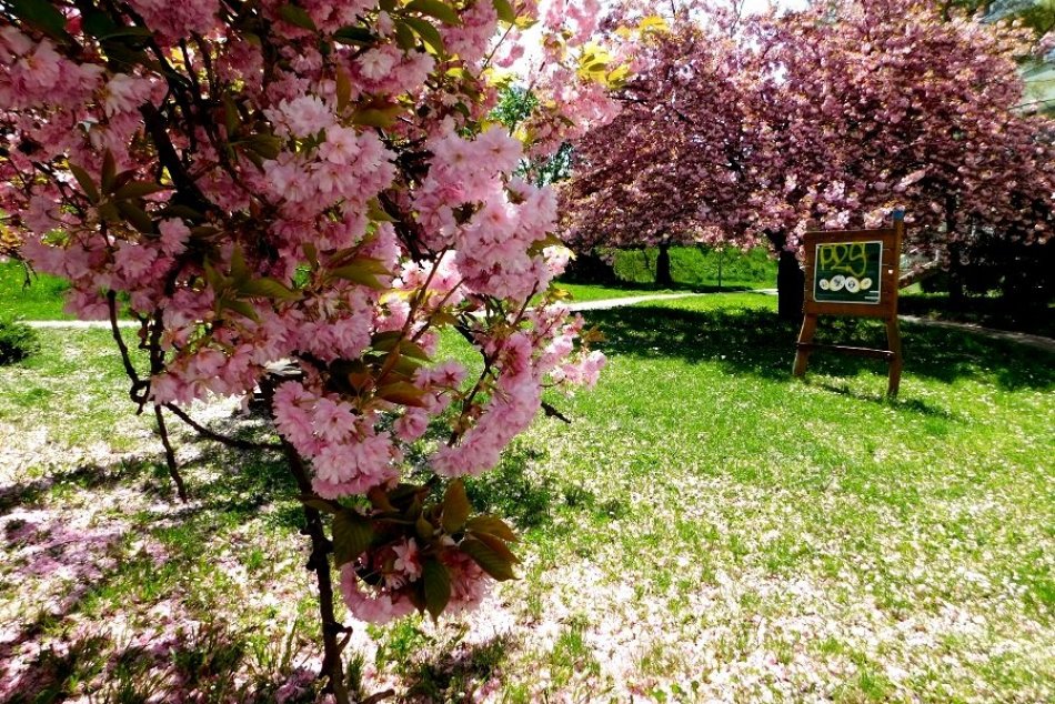 FOTO: Na našich sídliskách to TAKTO rastie a rozkvitá!