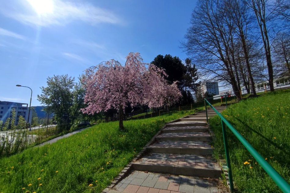 V OBRAZOCH: Ulice Bystrice skrášľujú nielen rozkvitnuté sakury