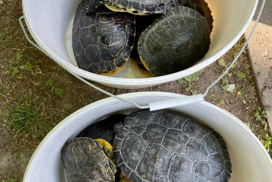 Korytnačka písmenková v Štrkoveckom jazere