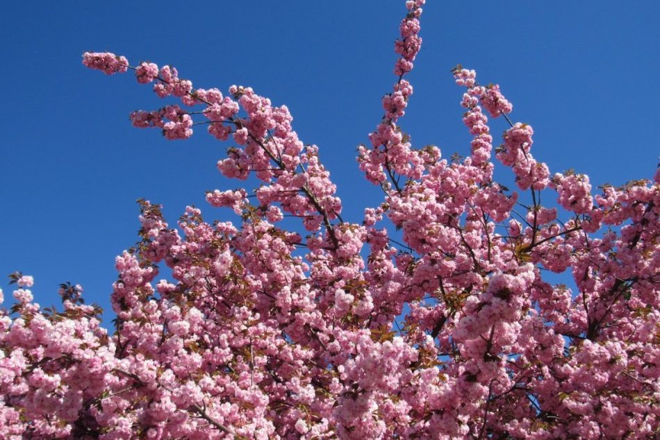 Objektívom: Sakurová alej na 17. novembra v Prešove už rozkvitla