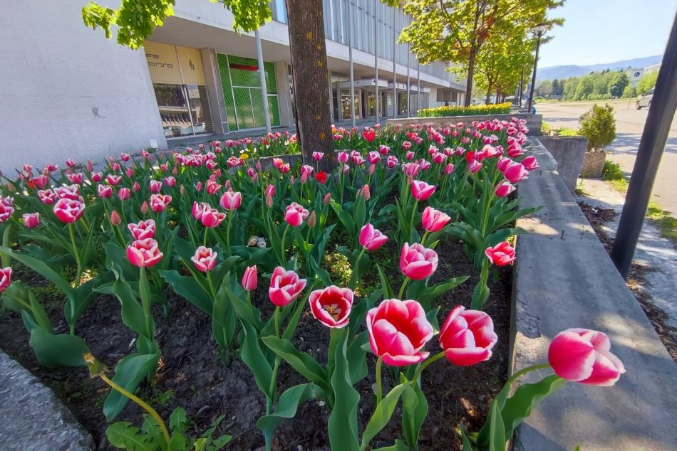 V OBRAZOCH: Bystricu skrášľujú rozkvitnuté kvetinové záhony
