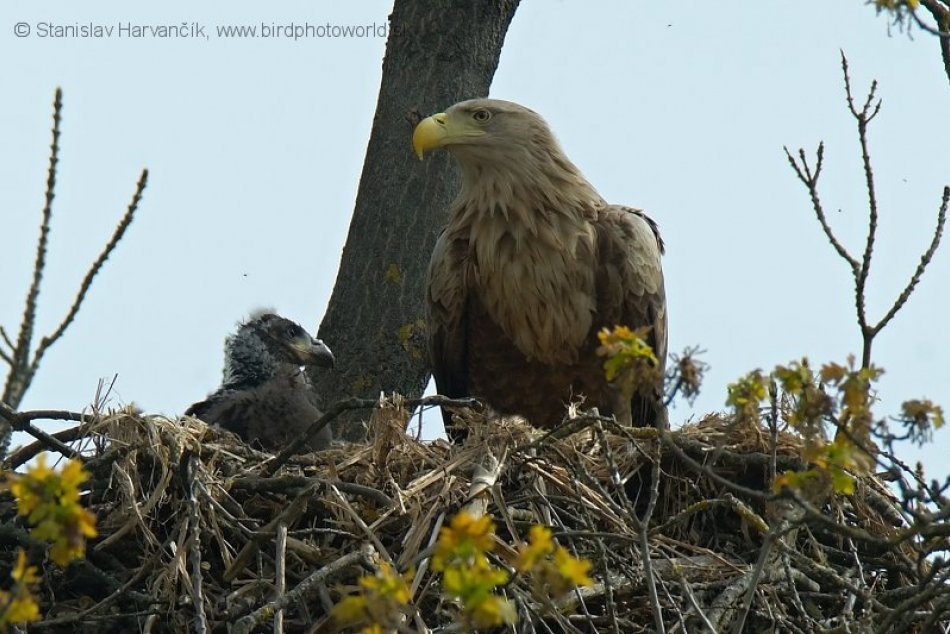 Orliak morský na Ponitrí
