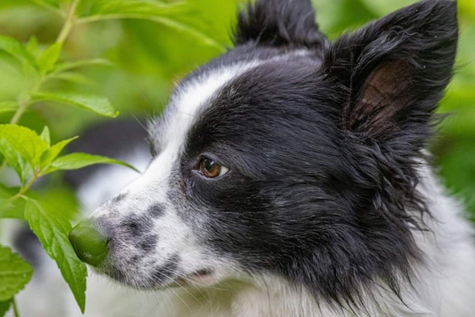 FOTO: Videli ste niekde psíka Banyho?
