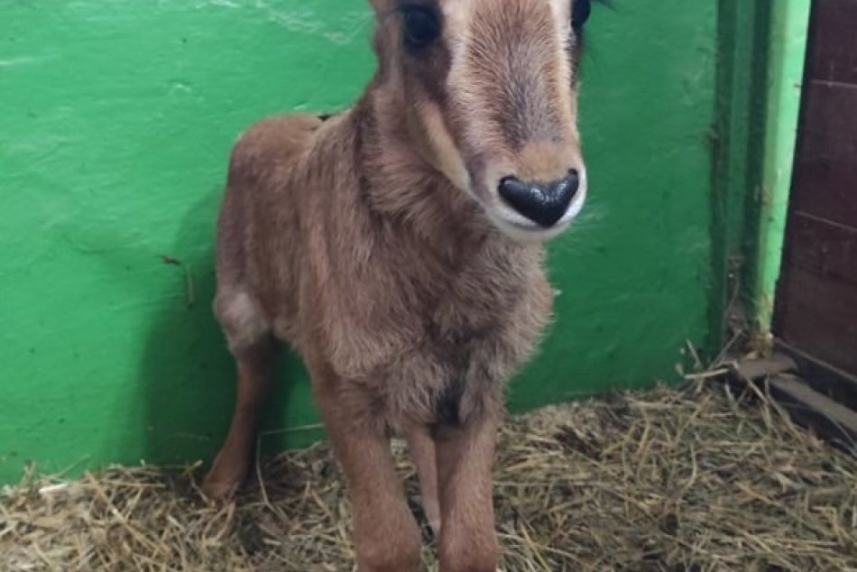 FOTO: V bojnickej zoo sa narodila vzácna antilopa vraná, samec dostal meno Eze