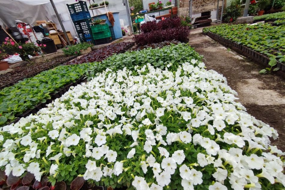 V OBRAZOCH: V bystrických skleníkoch kvitnú prvé letničky