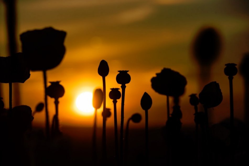 FOTO: Mak bol vždy súčasťou nášho jedálnička
