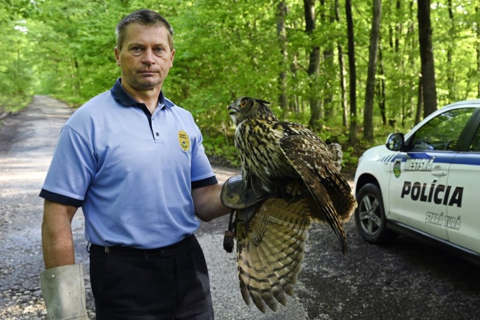 OBRAZOM: Zranený výr sa vyliečil, po dvoch týždňoch lieta vo voľnej prírode