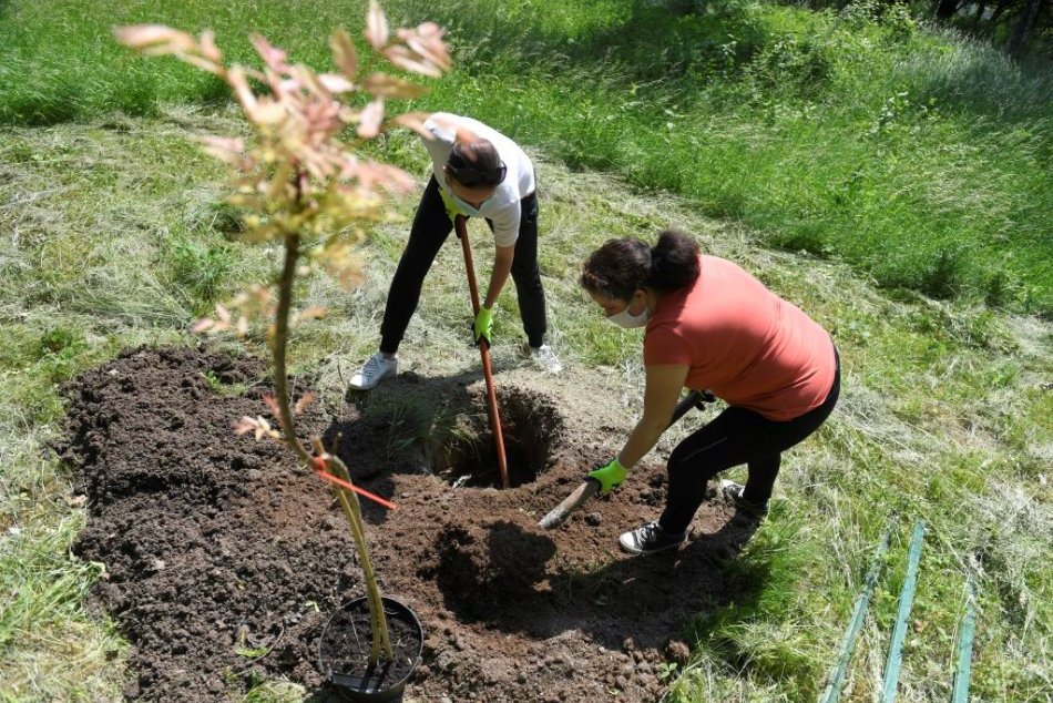 Vysádzanie stromov v Botanickej záhrade UPJŠ