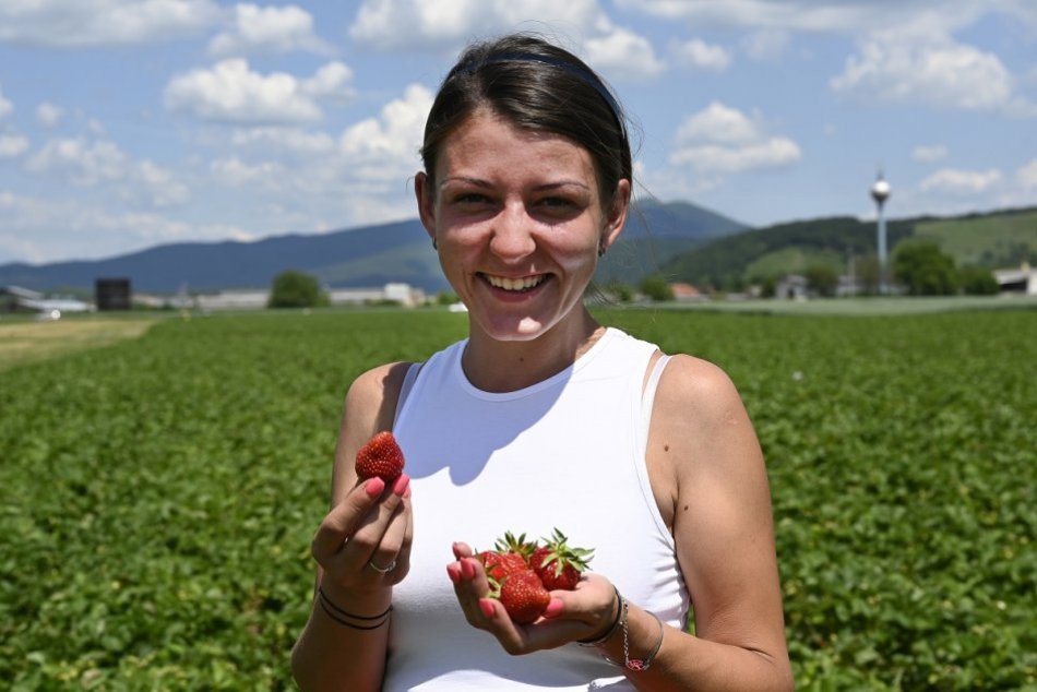 OBRAZOM: V Návojovciach začali so samozberom jahôd