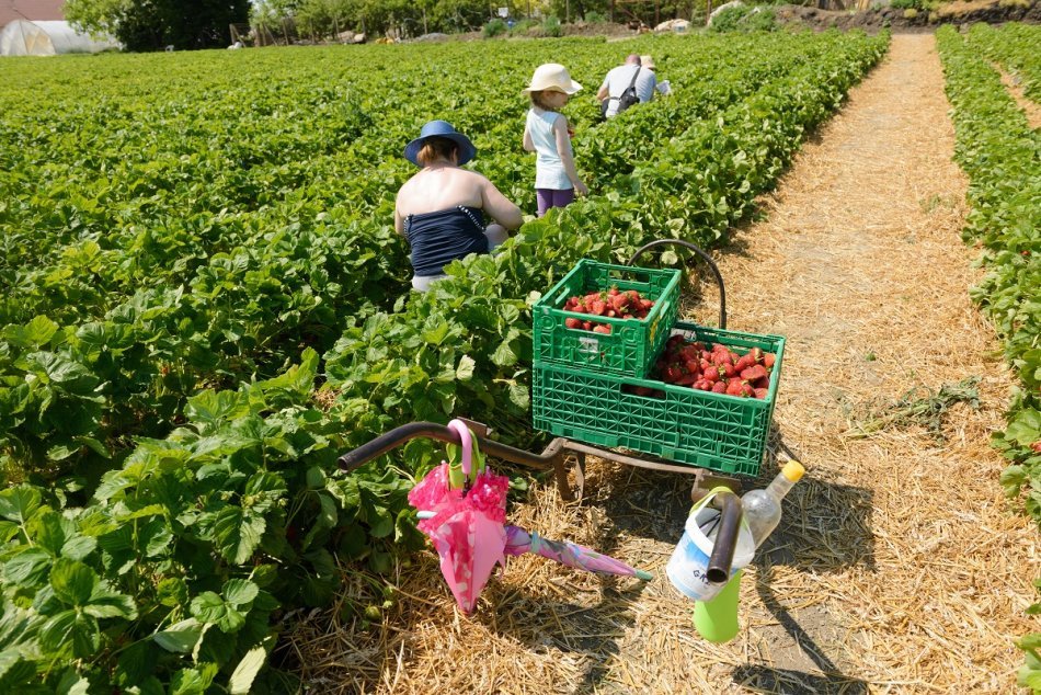 Samozber jahôd v obci Trnovec nad Váhom