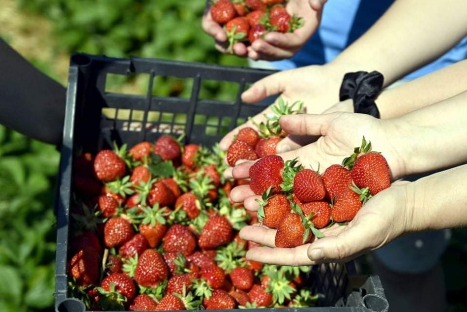 Samozber jahôd na plantáži v michalovskej mestskej časti