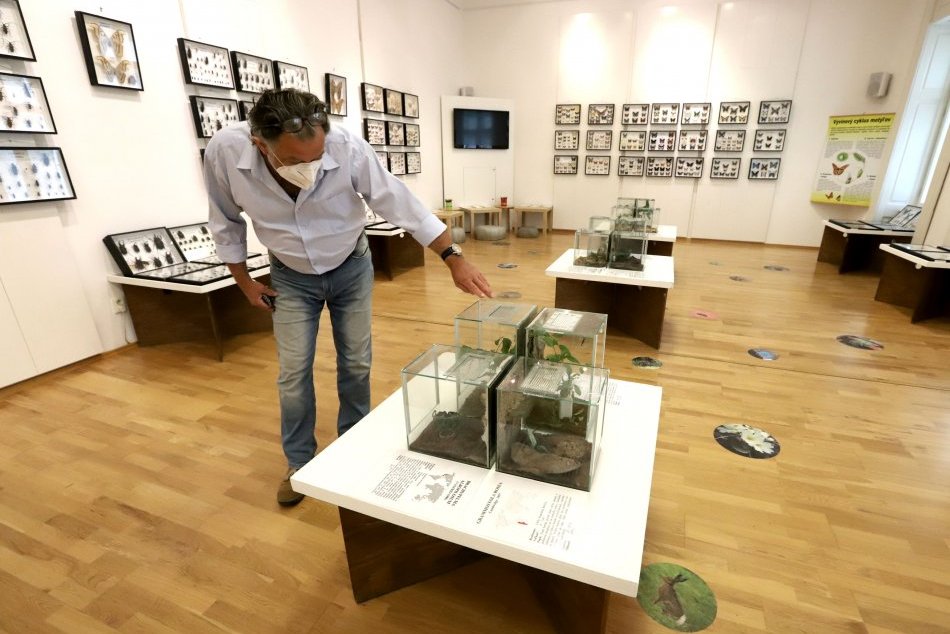 Tropický hmyz zo zbierky Michala Zachara v Lesníckom a drevárskom múzeu vo ZV