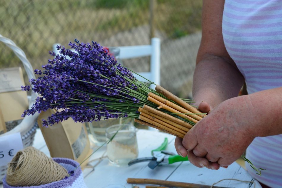Na levanduľových poliach v Zbehoch sa začal samozber