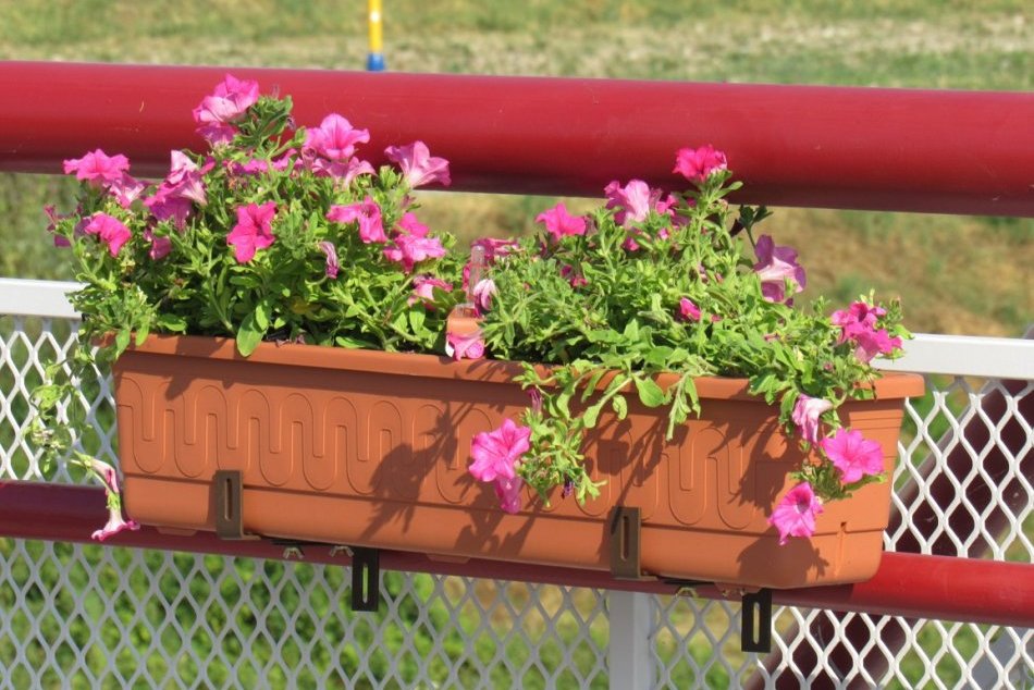 Objektívom: Na Levočskej ulici pribudli pestrofarebné kvety