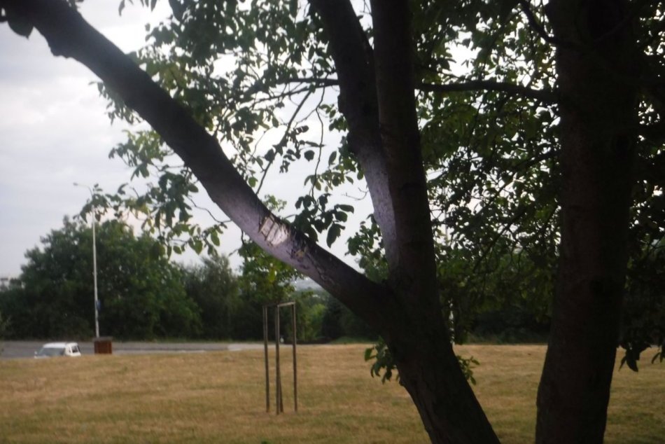Žena v Nitre sekala do stromu mačetou