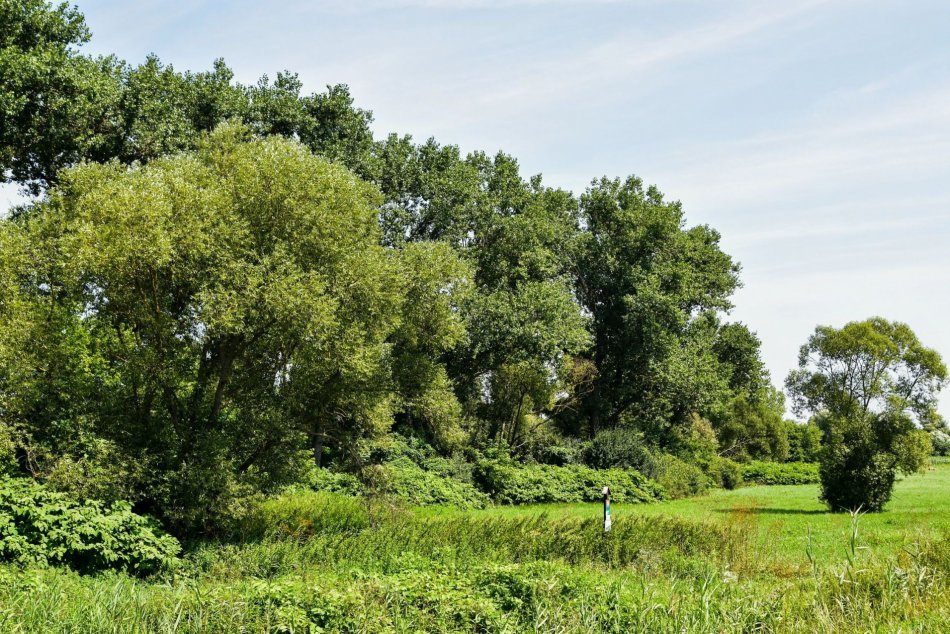 V OBRAZOCH: Volavkám sa v kolónii pri Rapovciach darí