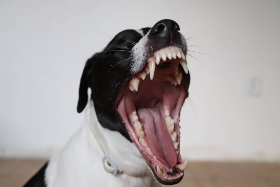 Veľká GALÉRIA vydarených záberov domácich miláčikov Bystričanov