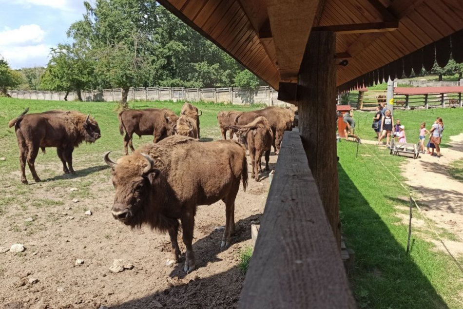 TIP na výlet: Zubria zvernica