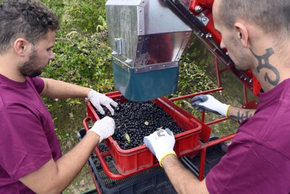 Najväčší pestovateľ bio arónie na Slovensku začal so zberom v okrese Michalovce