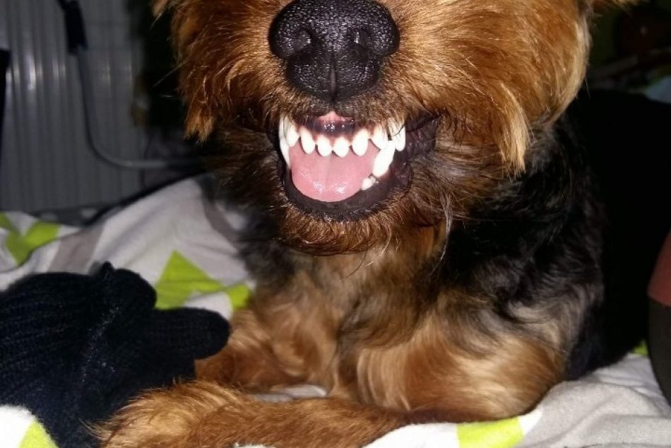 Veľká GALÉRIA vydarených záberov domácich miláčikov Lučenčanov