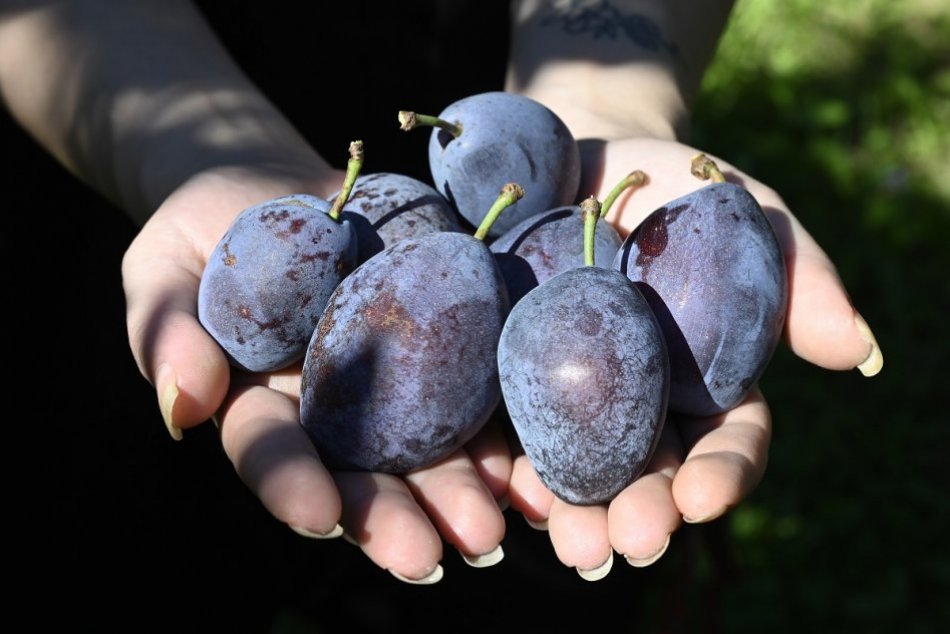 FOTO: Samozber jabĺk a sliviek v Ostraticiach