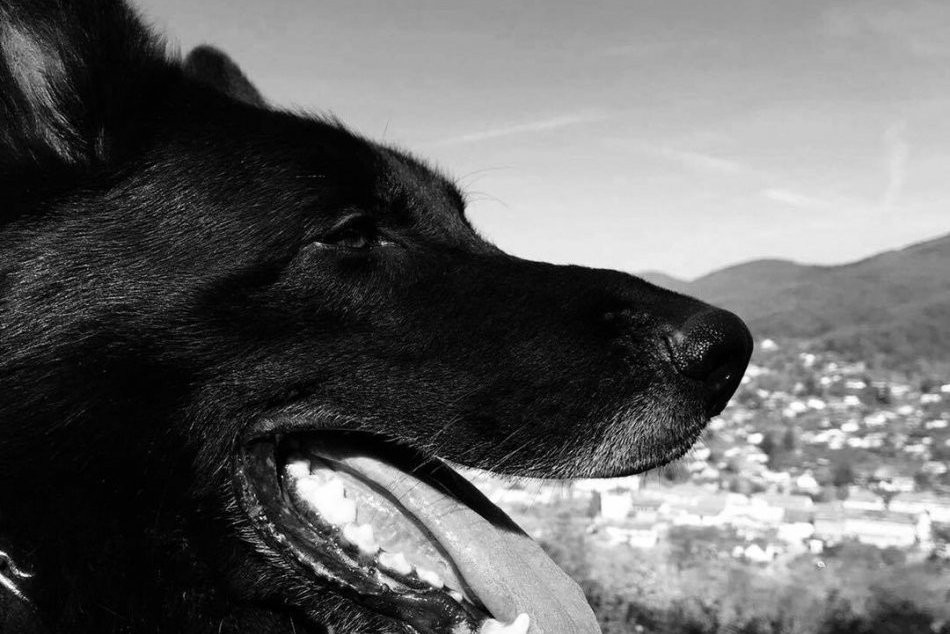 Objektívom: Bystrická polícia sa musí rozlúčiť so svojím členom rodiny