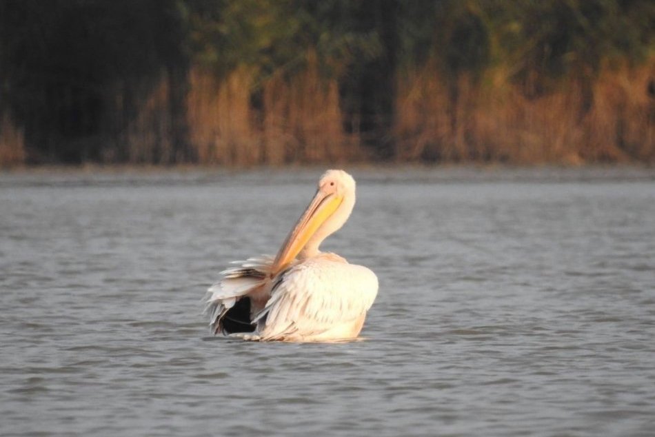 OBRAZOM: Pelikán ružový priletel do Senného