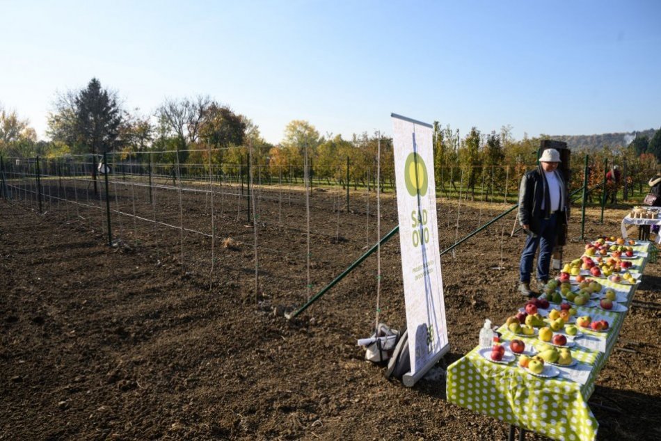 V areáli Botanickej záhrady SPU vznikol unikátny jabloňový sad