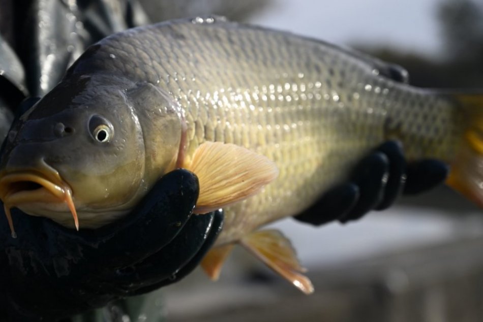 Začal sa výlov rýb, ktoré sú určené pre vianočný trh!