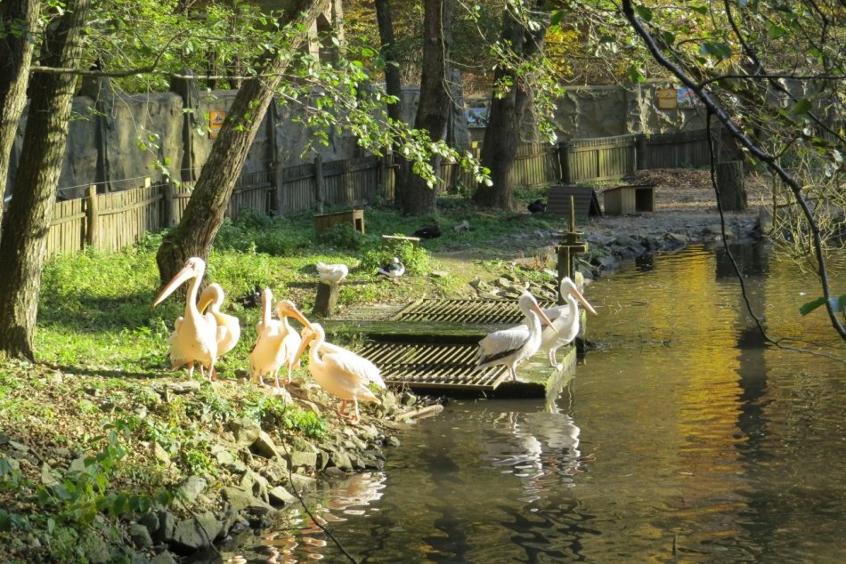 OBRAZOM: Tip na jesenný výlet do ZOO Košice