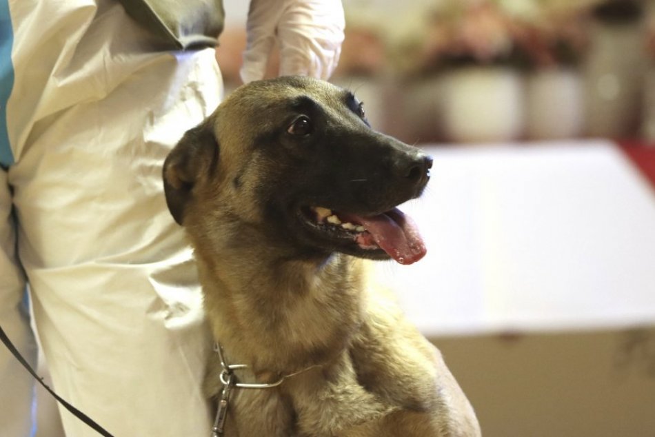 Belgický ovčiak rakúskej armády, ktorý je vycvičený na detekciu choroby Covid-19