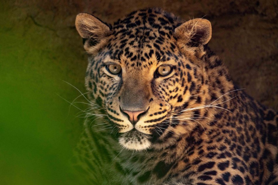 Objektívom: Nádherné zábery zvierat a kvetov prešovskej fotografky